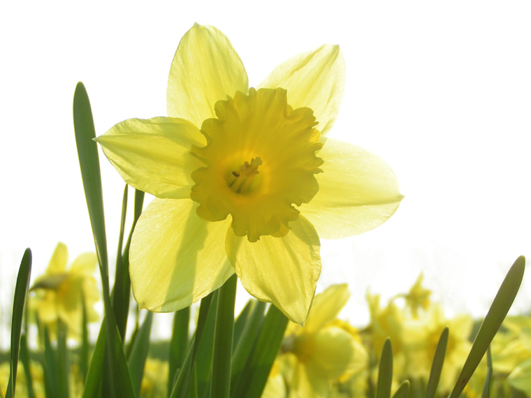 Daffodil