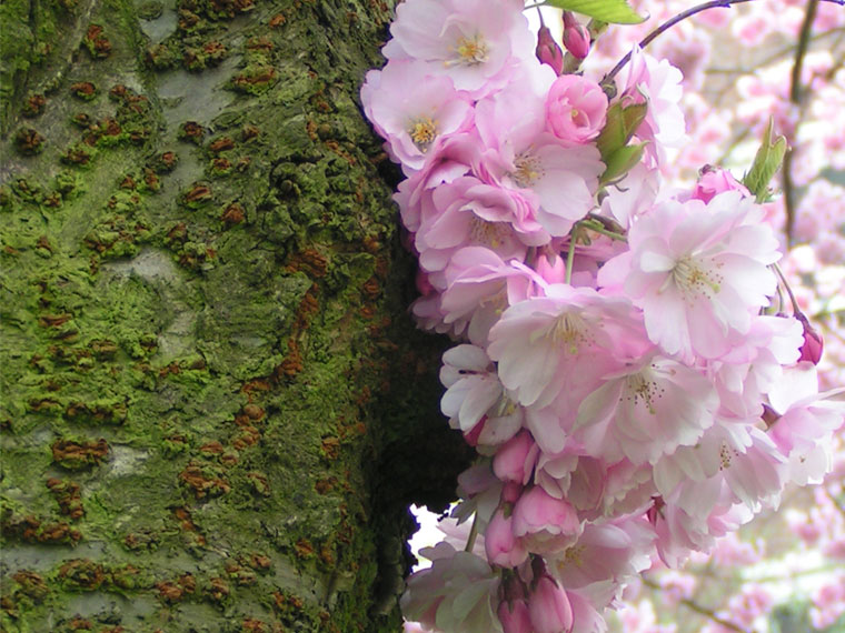 Green & Pink