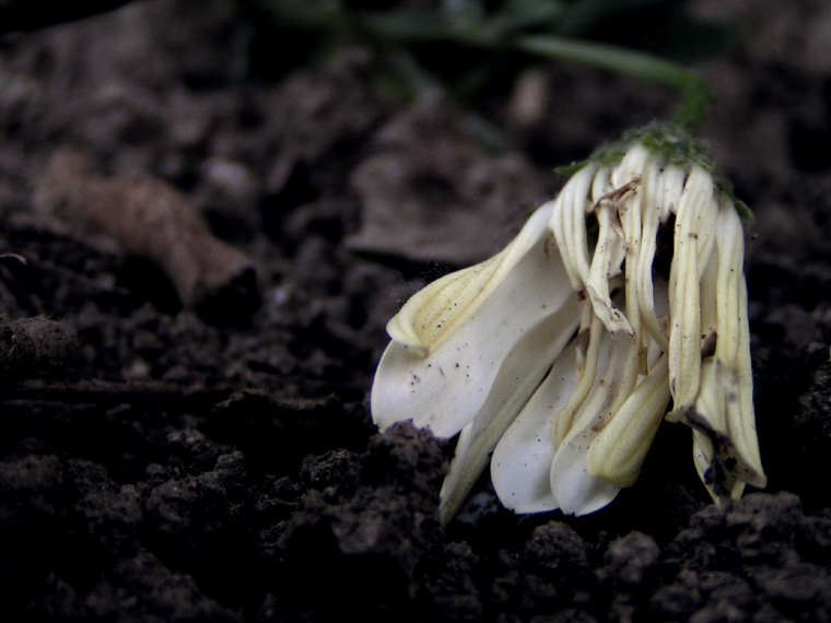 End of a flower