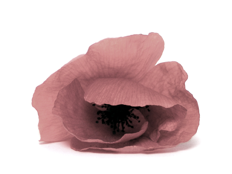 Poppy