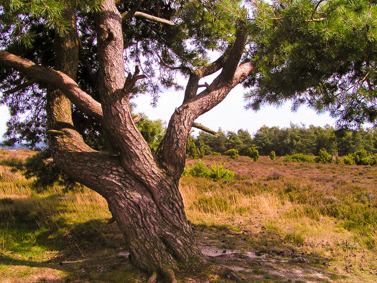 Tree