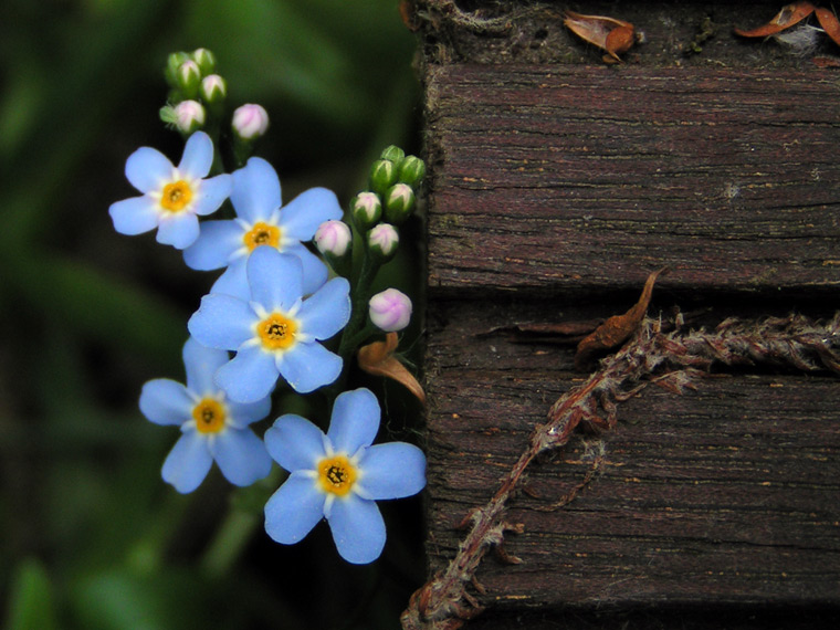 Blue & Brown