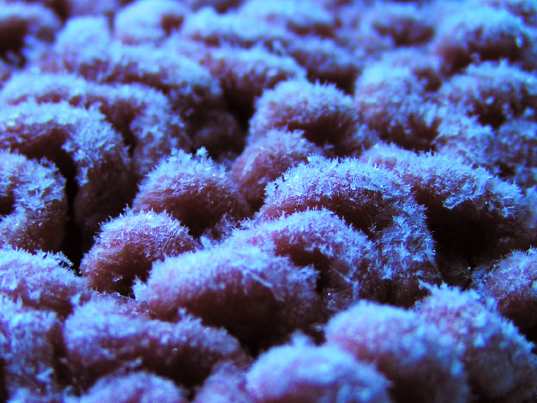 Frozen
