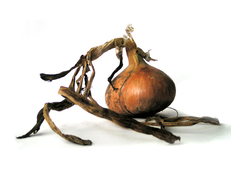 Onion