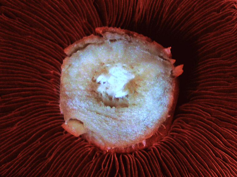 Artificially red