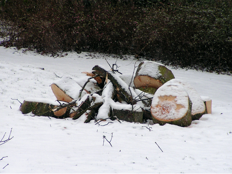 Wood