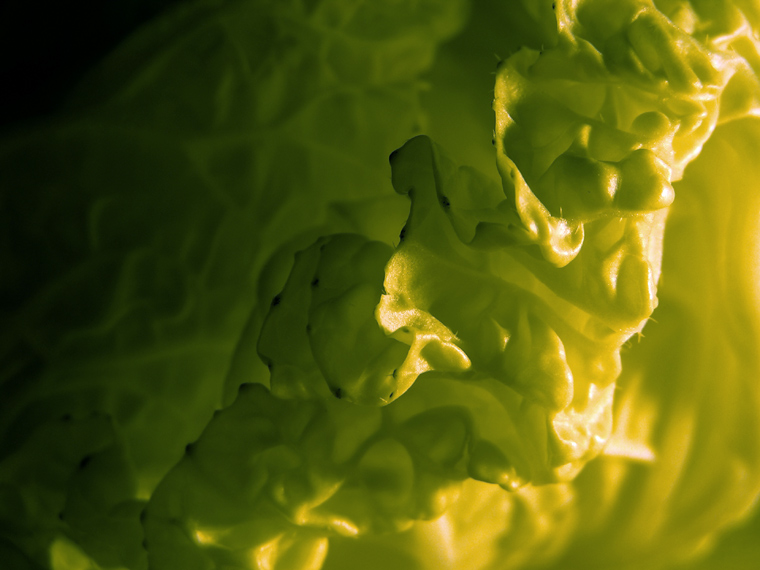 Chinese cabbage
