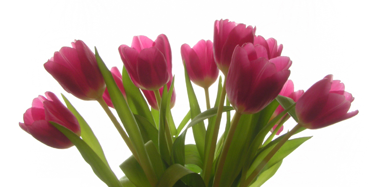 Tulips