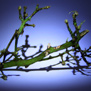 20100305