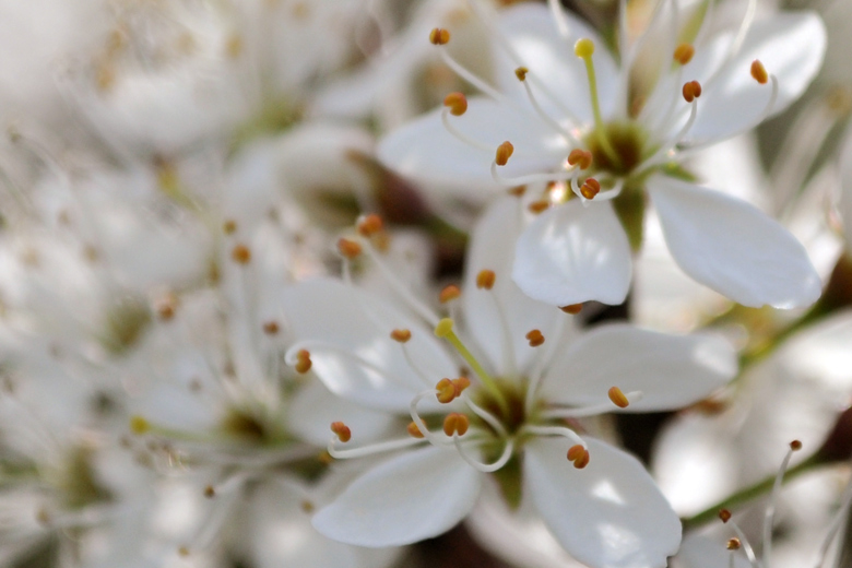 More blossom