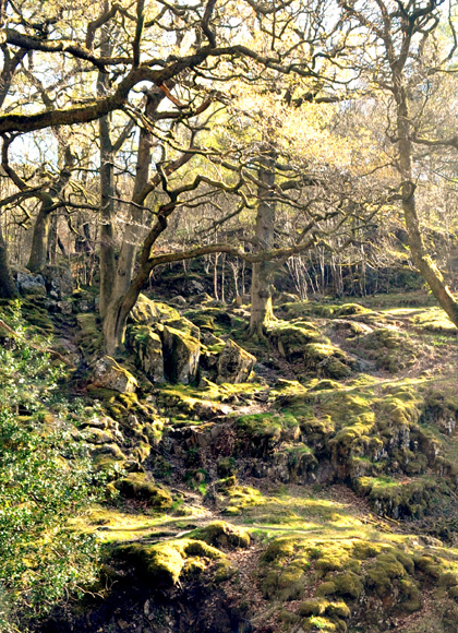 Near Aira Force, Ullswater, Cumbria, UK