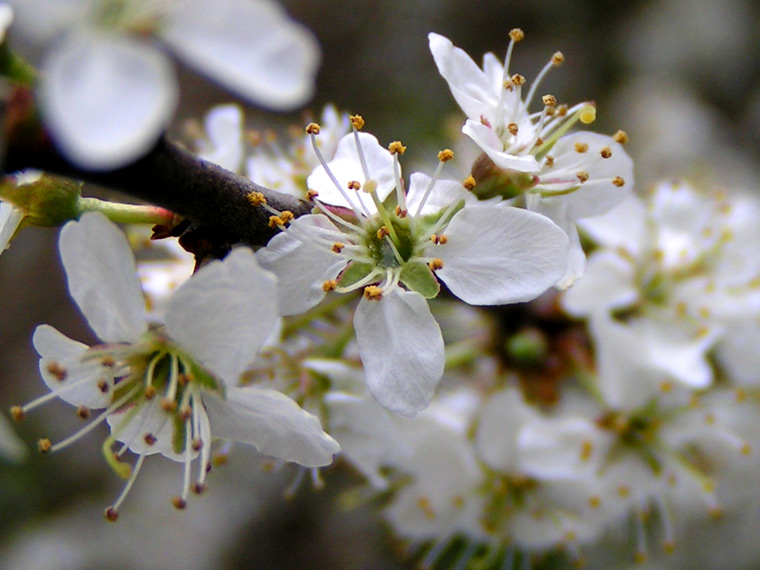 White flowers