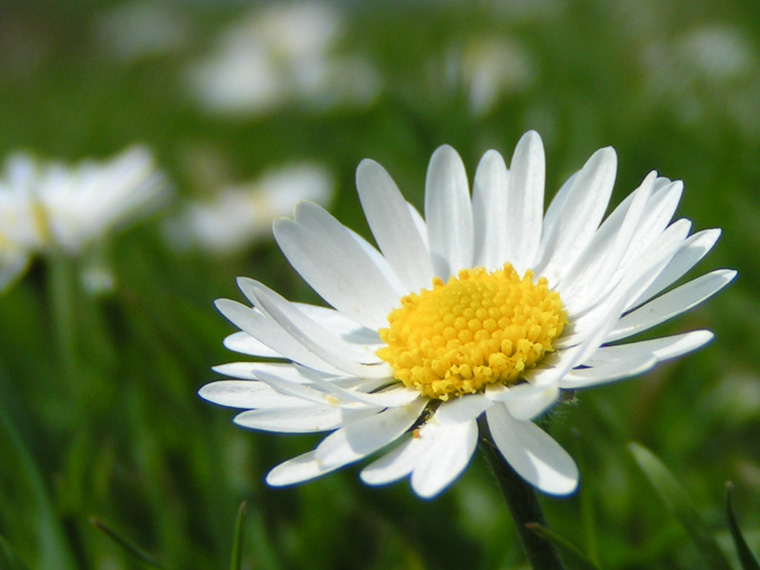 Daisy