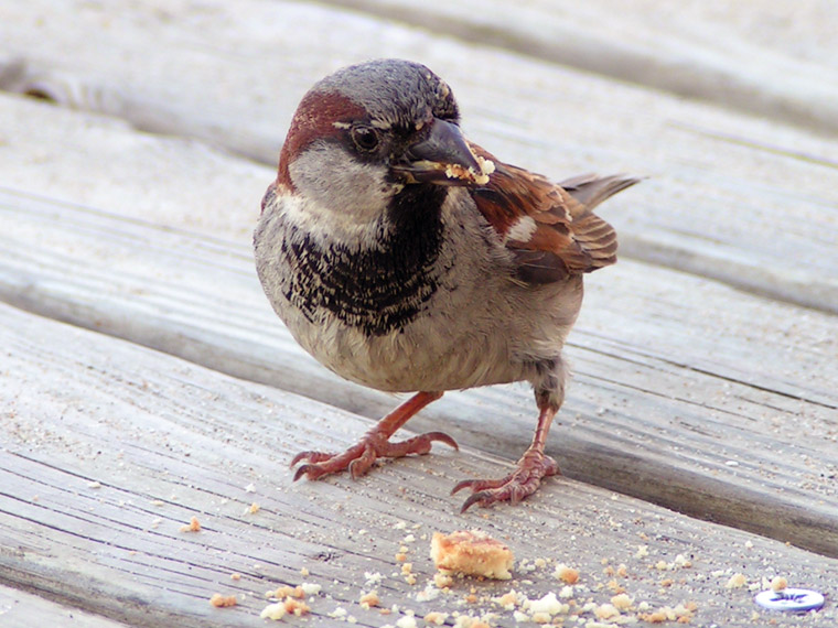 Sparrow