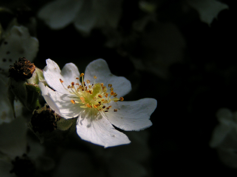 White flower